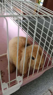 Кролик породистый