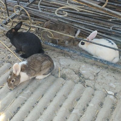 Кроликы продается срочно домашние животные.
