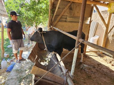Buqa sotiladi srochna