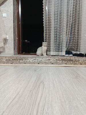 Scottish fold cat