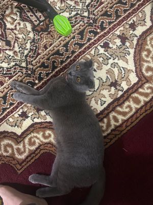Mushuk Scotish. Aqlli chaqqon Manzil: M.Ulug’bek
