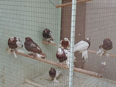 срочно продам голубы 9 шт