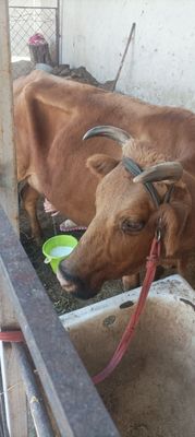 Ona bola sigir sotiladi
