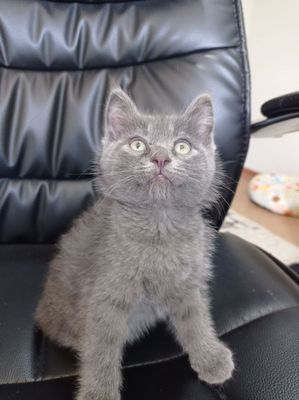 Котёнок Скоттиш Страйт
