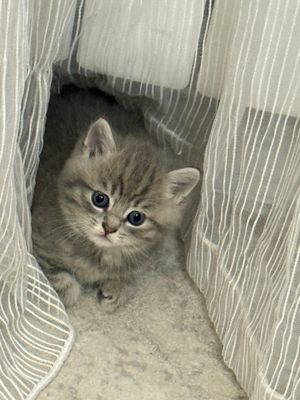 продаётся котёнок