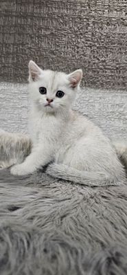 Продаются котята окрас серебристой шиншилы