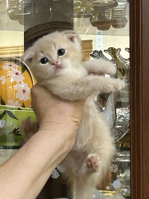 Продается котенок!!! Породистый