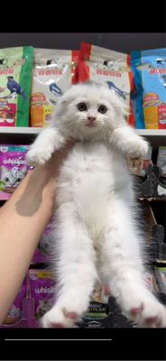 Продается котенок