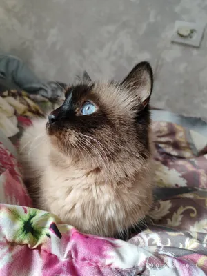 Вязка с опытным котом