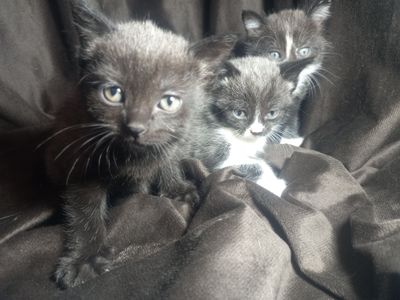 Продаются котёнок