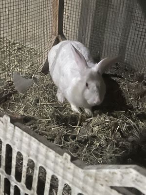 Quyon soglom qochgan flandrdan qochgan emlangan narxini kelishamiz xik