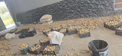 Kartoshka chorva uchun 1 tonadan kopro bor8