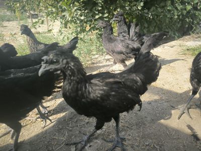 Qora Go'shti Tovuq. Ayam Semani