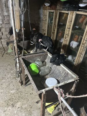 Kurkala sotiladi.sogʻlom kottalariyam kichkinalariyam bor