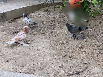 Kabutarlar sotiladi Uchma zotlar manzil andijon