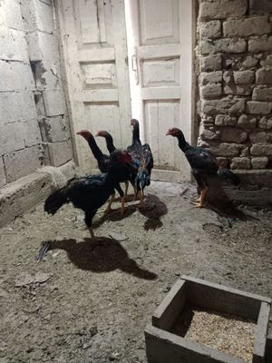 Карис Шамо микс зот