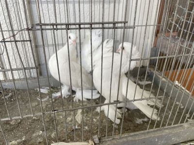 Pavlin Голубь Павлин