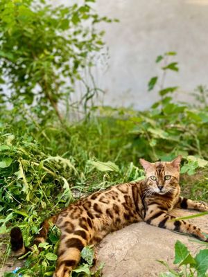 ВЯЗКА Бенгальский Эркак