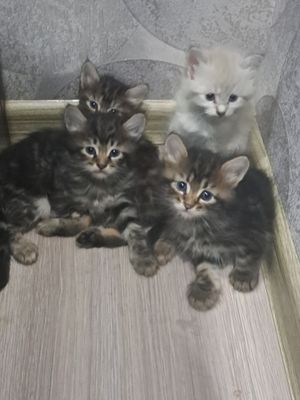 Котята бенгалы мраморы