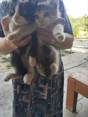 Отдам котят в добрые руки - 5 малышей