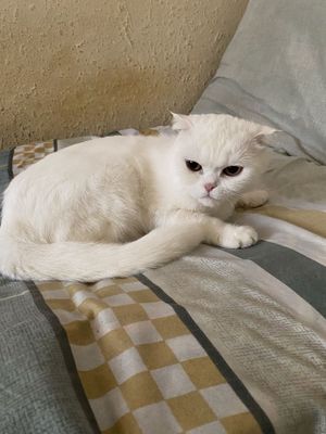 Mushuk tozza paroda ayol