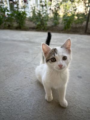 Отдам в хорошие руки домашнего котенка