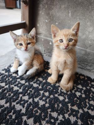 мушук боллари( котенок) сотилади