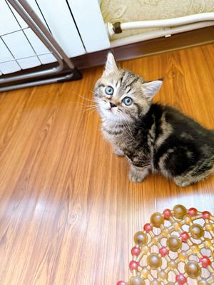 Скоттиш фолд девочка