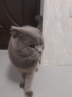 Scottish Fold sotiladi