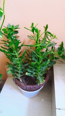 xonaki gul