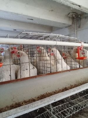 Loman sendi Joʻjalari sotiladi
