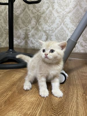 Котенок скоттиш страйт чистокровный scottish straight