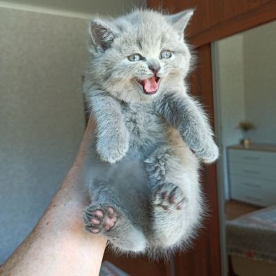 Продаются чистокровные британцы!
