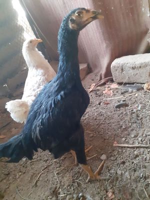 Dakan jojalar sotiladi