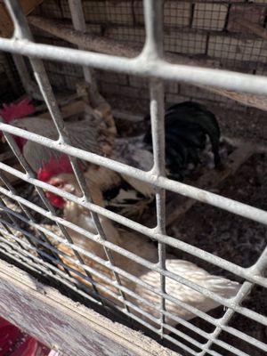 2 ta xo'roz 2 ta toviq bor sotiladiga kelishtirib bervoraman