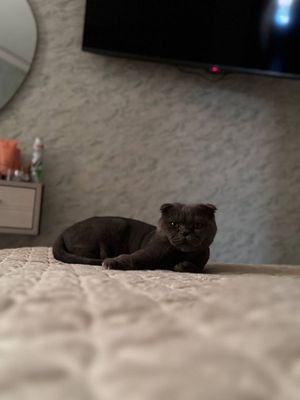 Кошки вислоухий