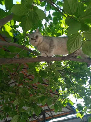 britanskiy silver shinshilla