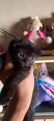Котёнок веслоухий