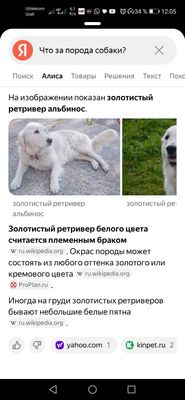 Продаётся собака Ретвирер альбинос