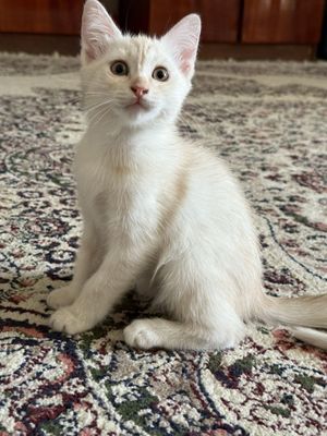 Котенок-девочка-светло пудровый окрас,