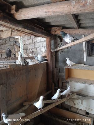 Продается голуби
