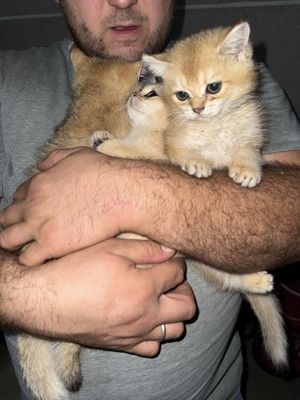 Золотой шиншило 2 месяца