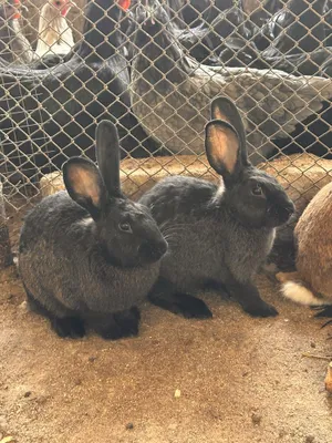 Quyonla sotiladi zoti otasi burgunder onasi velikan