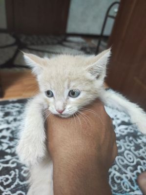 Продам породистых котят