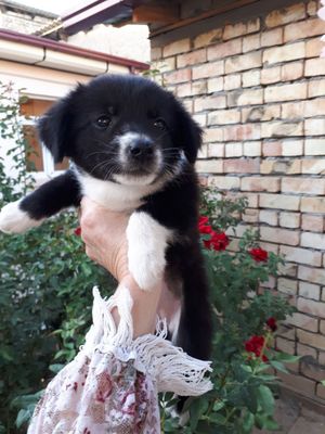 Пристраиваются щенки
