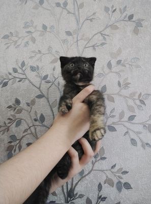 Шотландский вислоухие