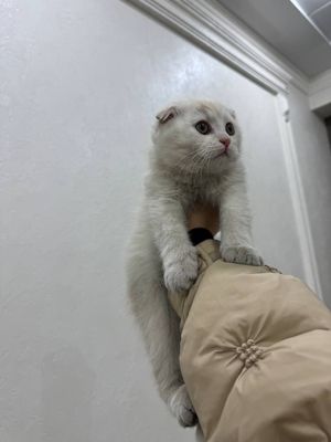 Scottish fold õgil bola