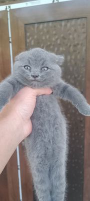 Мушукчалар сотилади