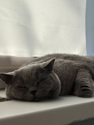 Продаётся вислоухие котята