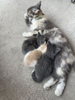 Продаются котята